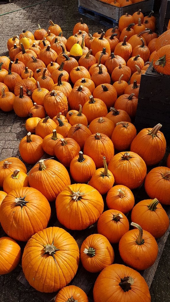 Halloween pompoenen en sier kalebassen te koop, Ophalen, Volle zon