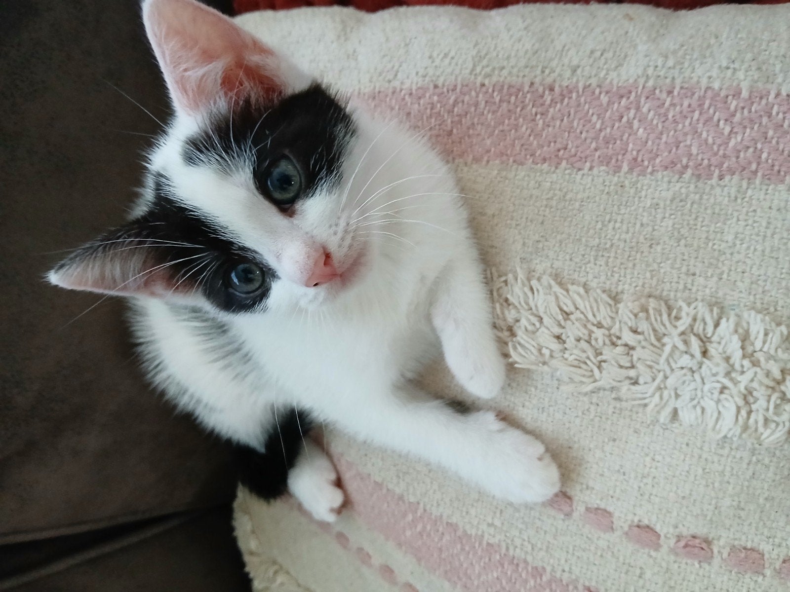 1 kitten te koop!, Meerdere dieren, Kortharig, 0 tot 2 jaar