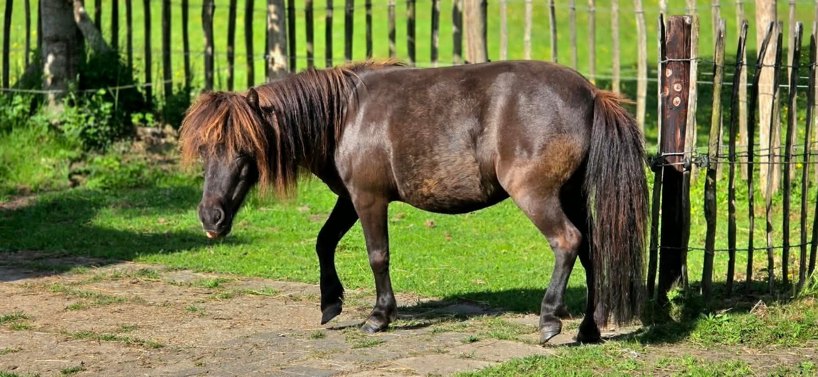 Mooie kleine falabella merrie en jaarling mini shetlander, Hengst