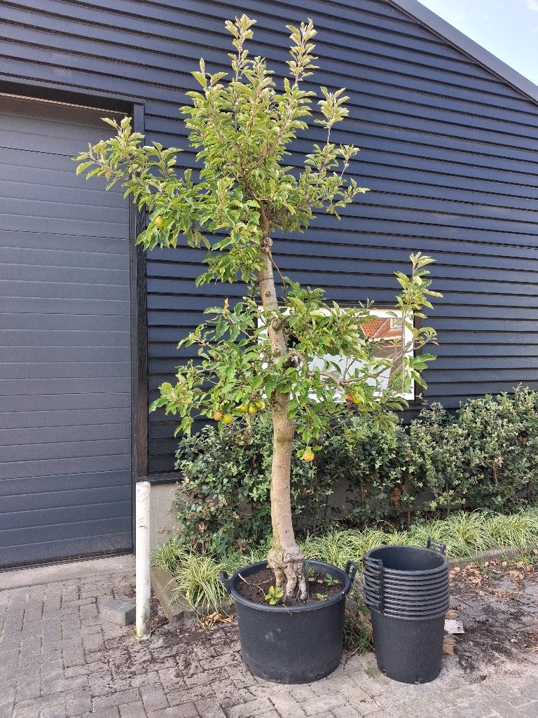 Karakteristieke oude Appelboom Elstar €165,-, Tuin en Terras, Planten | Fruitbomen, Lente, Volle zon, In pot, Ophalen of Verzenden