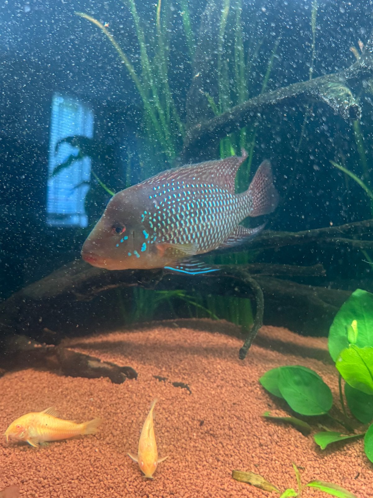 geophagus brasiliensis vissen, Vis