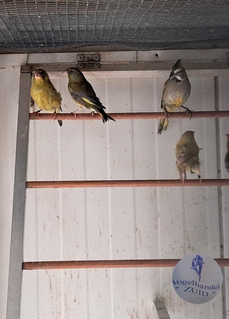 0-1 groene kardinaal, Dieren en Toebehoren, Vogels | Overige Vogels, Vrouwelijk, Tropenvogel, Geringd
