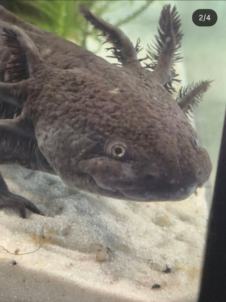 Axolotl, Amfibie, 0 tot 2 jaar