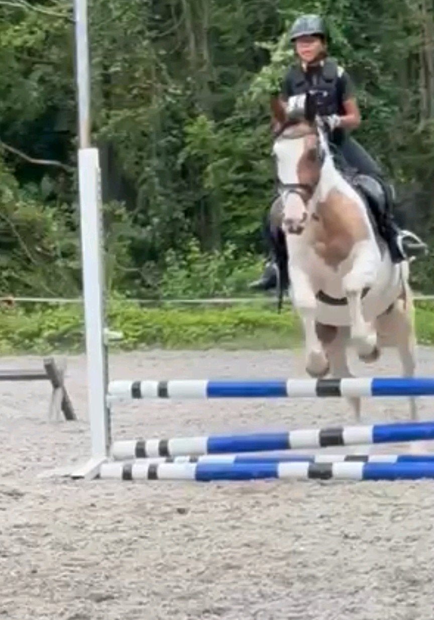GEZOCHT: Lease/bijrijdt pony gezocht voor gevorderde ruiter!, Ophalen of Verzenden, Nieuw, Recreatie