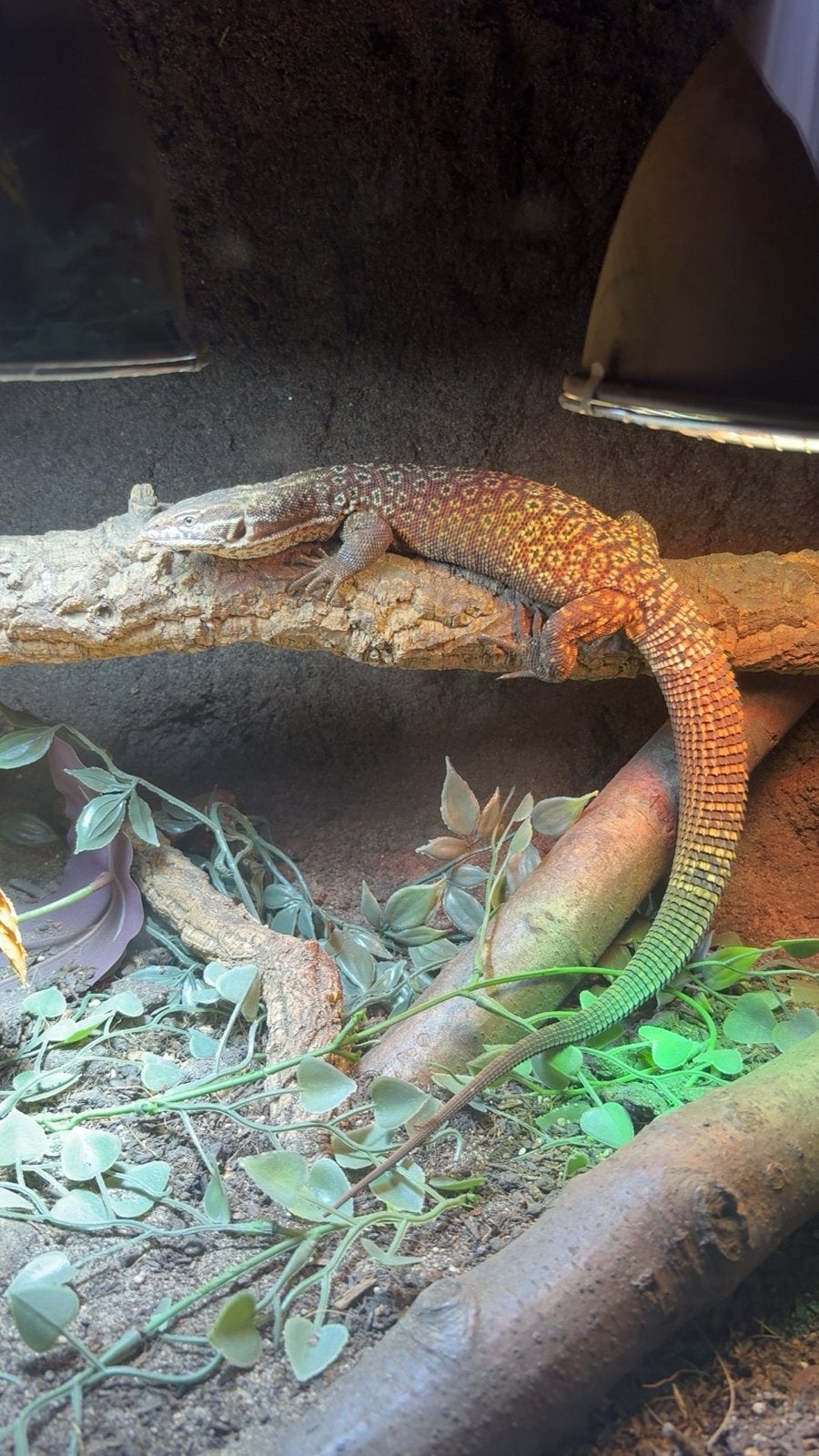 Ackie monitor - man - tam - super lief - ~1jaar oud