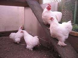 Cochin krielkippen in verschillende kleuren., Dieren en Toebehoren, Pluimvee, Vrouwelijk, Kip