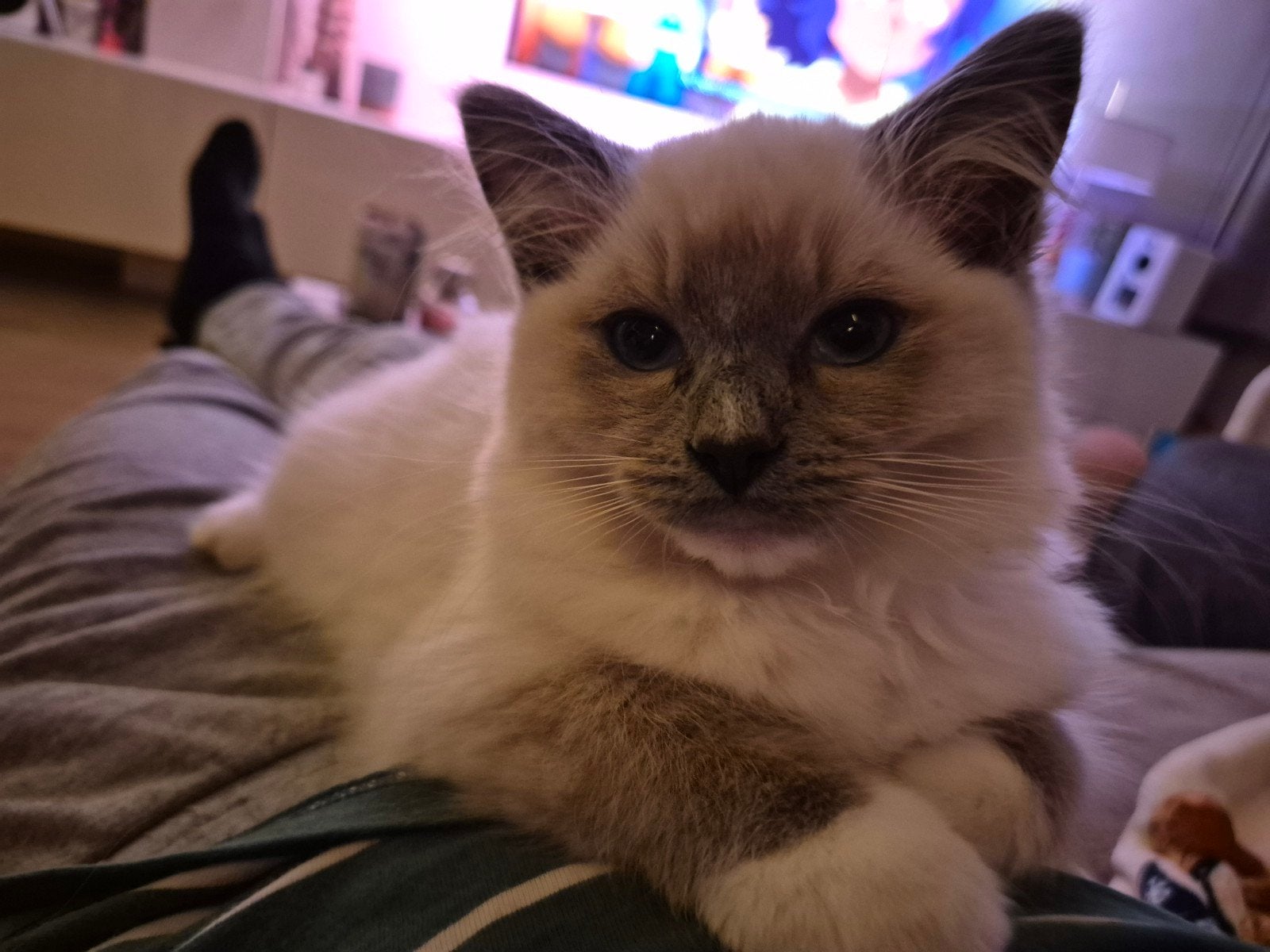 Ragdoll kitten Blue point mitted, Dieren en Toebehoren, Meerdere dieren, 0 tot 2 jaar