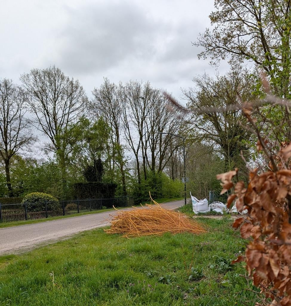 Gratis wilgen takken, Tuin en Terras, Planten | Bomen, Ophalen of Verzenden
