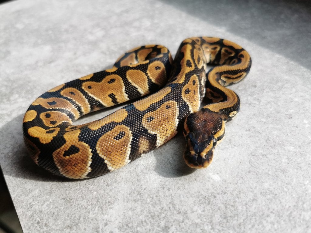 0.1 Koningspython (het Clown) Ball Python - male for sale from Philipse