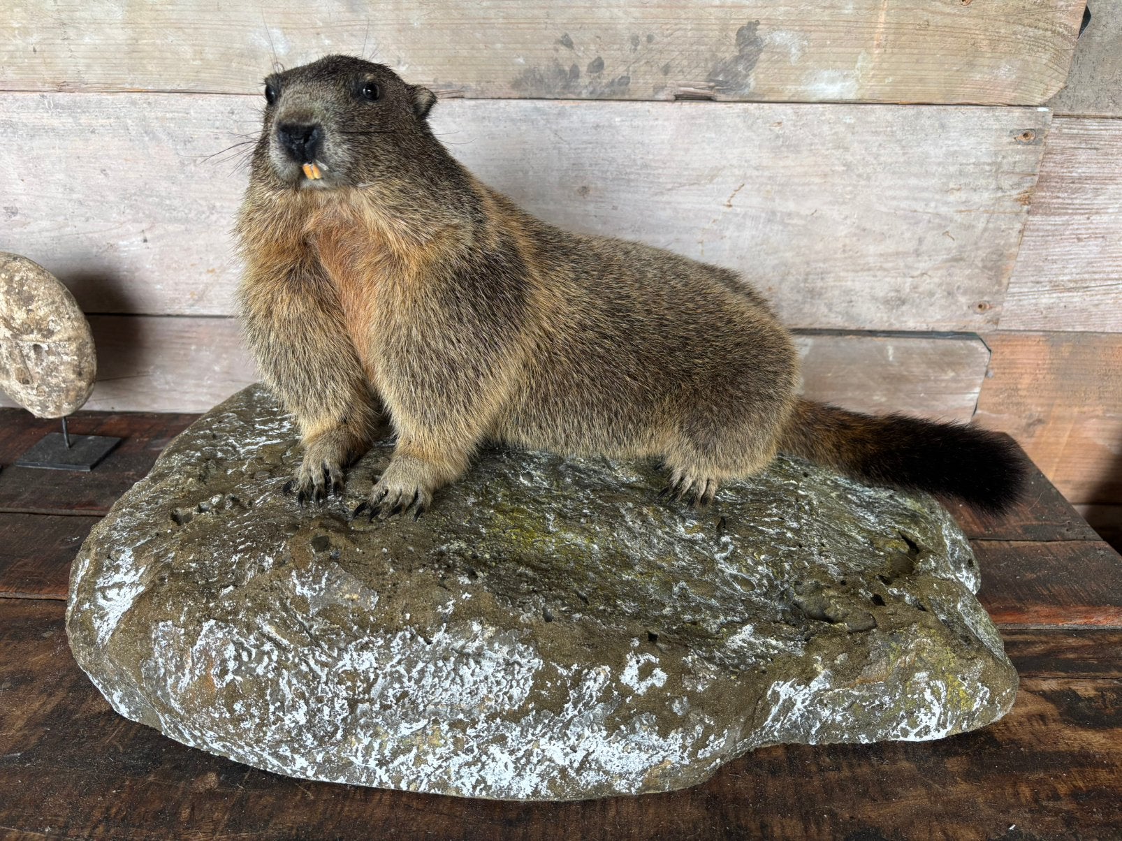 Mooi opgezette Alpenmarmot, Verzamelen, Ophalen, Nieuw, Wild dier, Opgezet dier