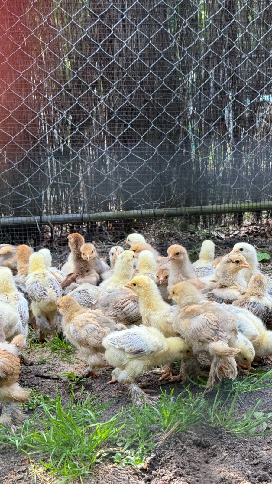 ≥ Mooie, gezonde Zalm/Buff/Patrijs Brahma kuikens — Pluimvee — Marktplaats