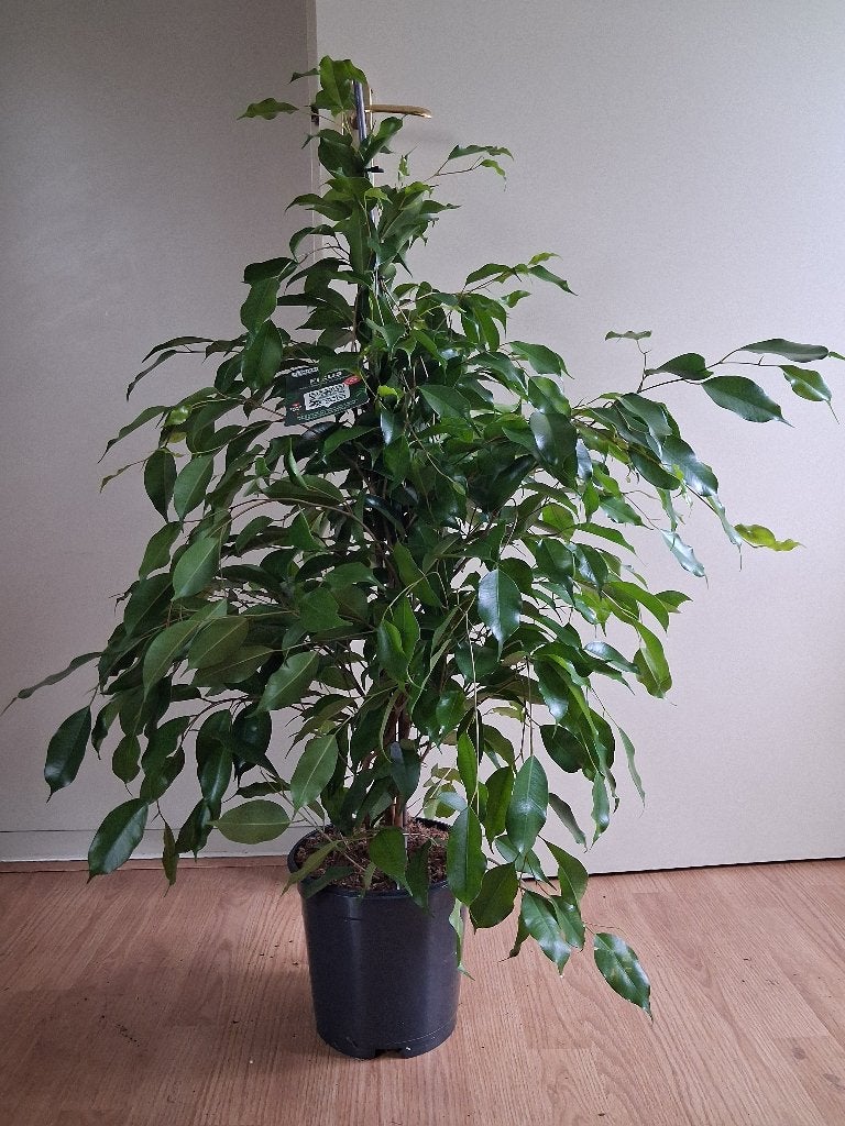 Ficus Benjamina Danielle - Rubberplant / Treurvijg H: 100 cm, Huis en Inrichting, Kamerplanten, Ophalen, Ficus, 100 tot 150 cm