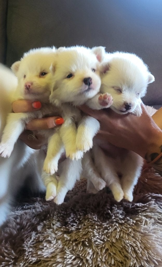 Super mooi nestje middelslag keeshond te koop, België, Particulier, Overige rassen, 8 tot 15 weken