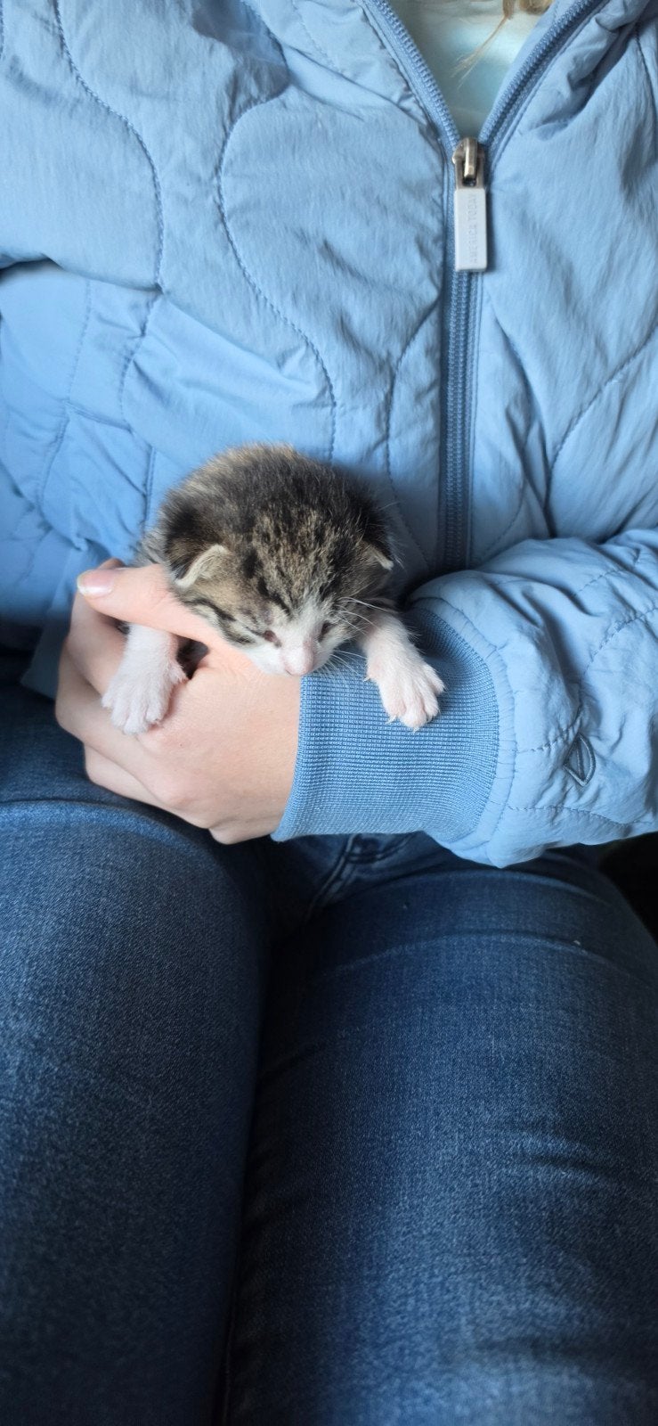 Schattge kittens, Meerdere dieren, Kortharig, 0 tot 2 jaar