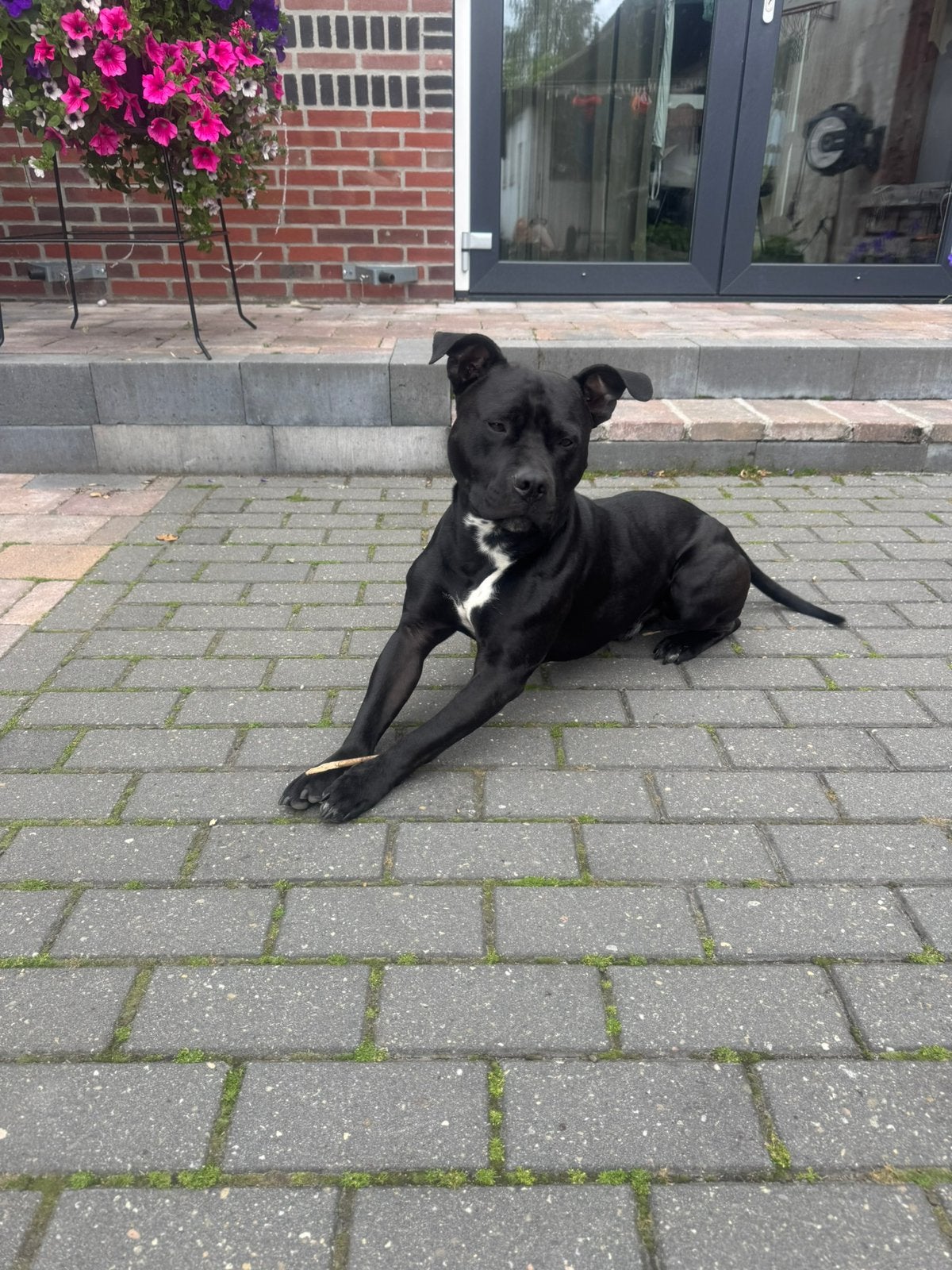 Lieve amerikaanse Stafford, 1 tot 2 jaar, Eén hond, Nederland, Particulier