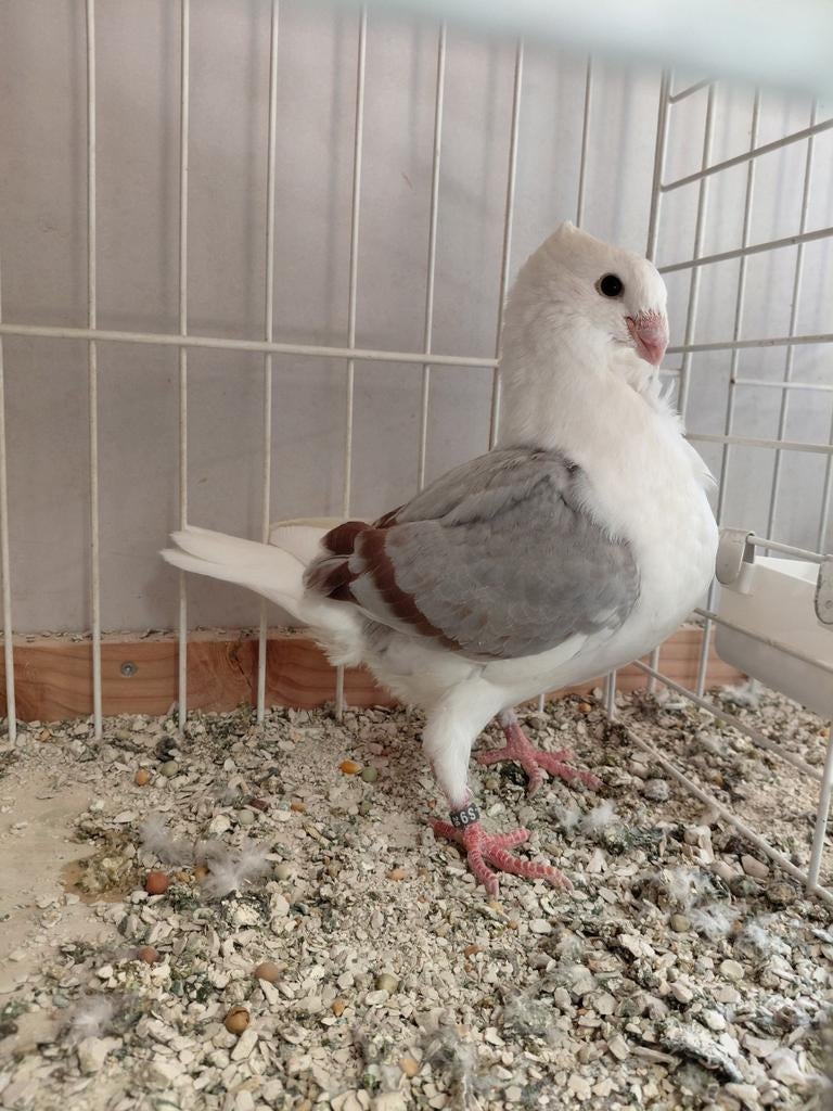 Oud hollandse meeuwen., Dieren en Toebehoren, Vogels | Duiven, Meerdere dieren, Overige soorten