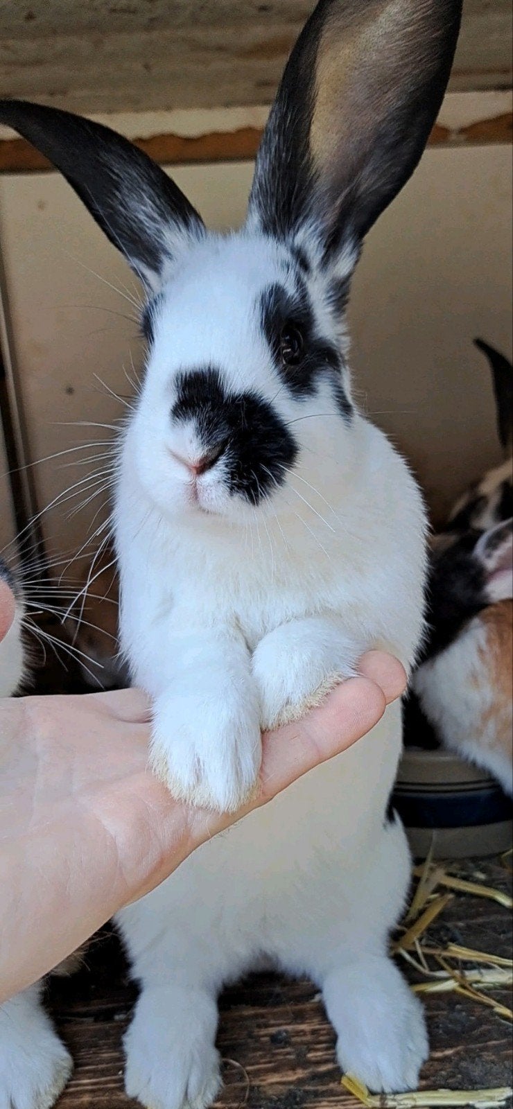Handtamme konijnen, 5 voedsters, geboren: 31-3-2026, Dieren en Toebehoren, Konijnen, Meerdere dieren, Middelgroot, 0 tot 2 jaar