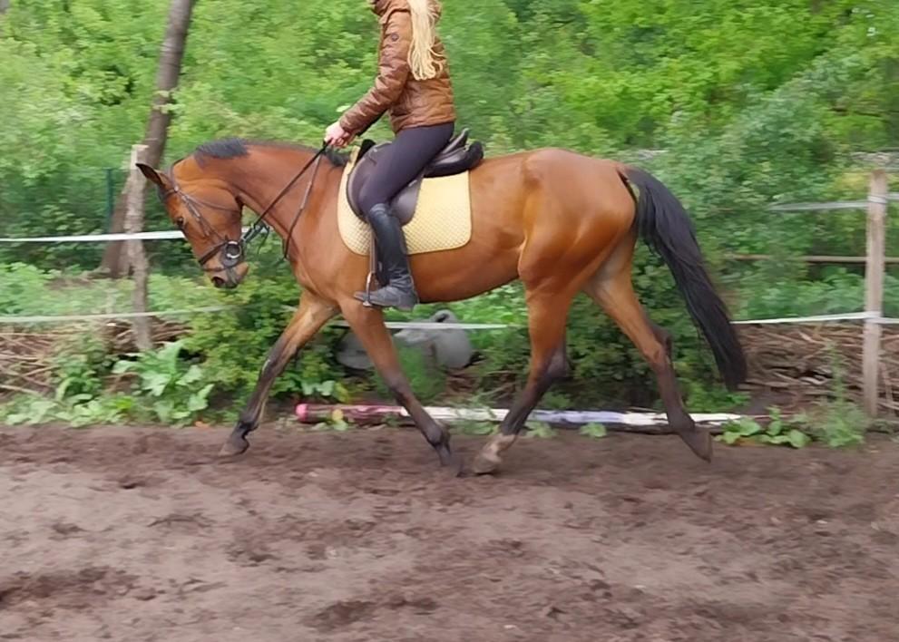 5 jarige merrie, Dieren en Toebehoren, Paarden, Merrie, Zadelmak, 160 tot 165 cm, 3 tot 6 jaar, Recreatiepaard
