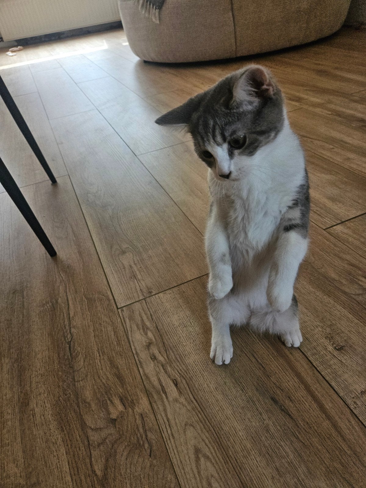 kitten van 6 manden, Dieren en Toebehoren, Kater, 0 tot 2 jaar
