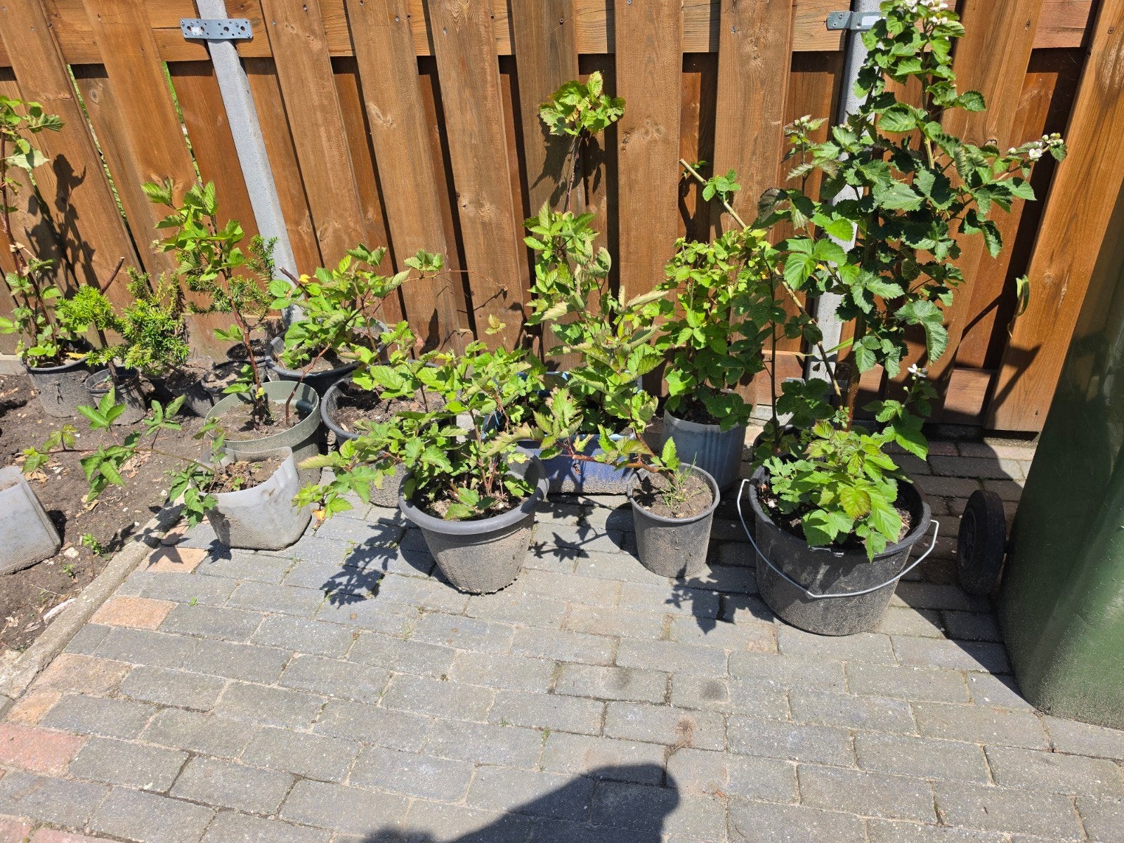 Doornloze braam 'Chester Thornless' - Fruitplant, Ophalen, Overige soorten, Volle zon