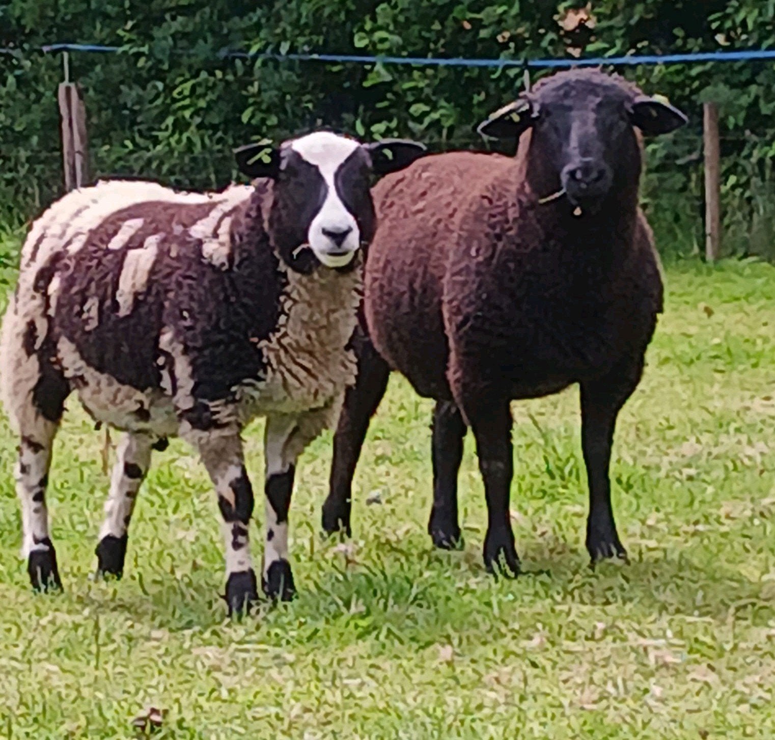 10 rammen te koop, Dieren en Toebehoren, Schapen, Geiten en Varkens, Mannelijk, Schaap