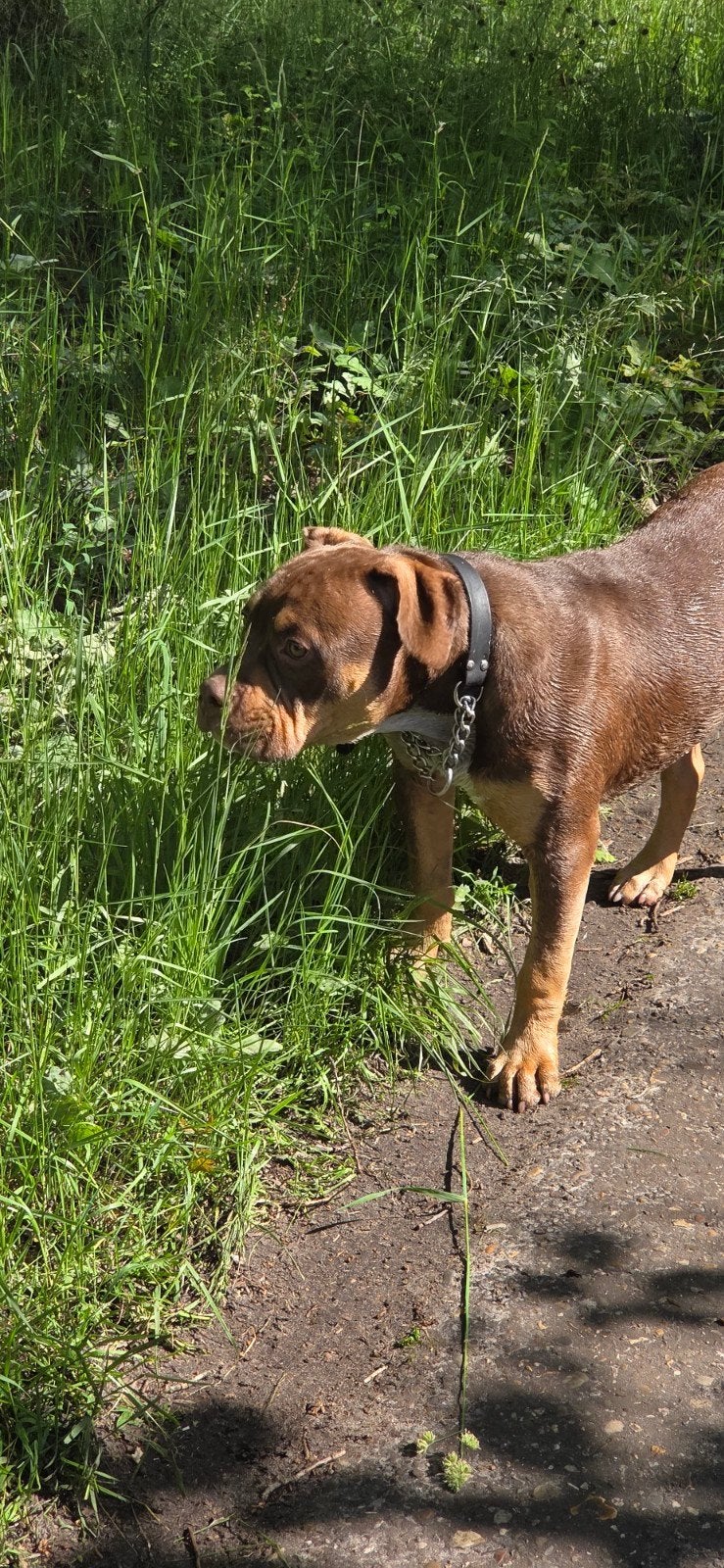 Oud engelse bulldog 7mnd pup, Dieren en Toebehoren, Honden | Bulldogs, Pinschers en Molossers, 15 weken tot 1 jaar, Reu, Parvo