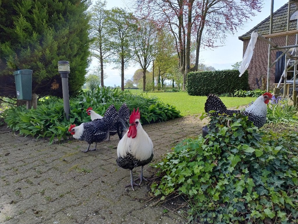 Toom Zilverbrakel 2026, Dieren en Toebehoren, Pluimvee, Meerdere dieren, Kip