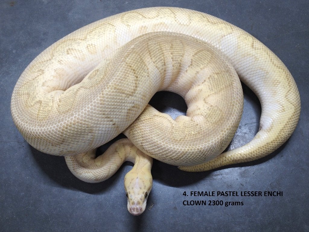 Koningspythons halwas en volwassen kweekdieren deel 1 Ball Python photo 4