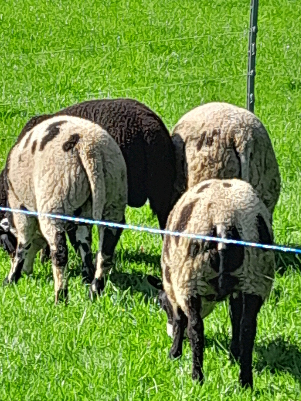 Mooie ram- en ooilammeren te koop., Dieren en Toebehoren
