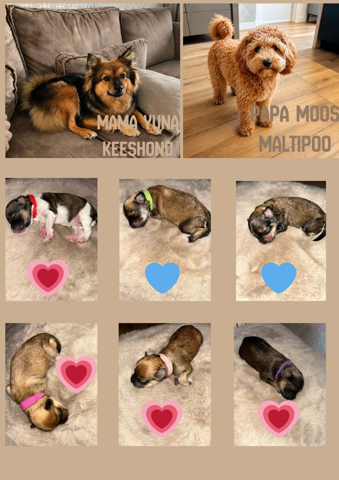 Prachtige keepoo puppies, 8 tot 15 weken, Parvo, Meerdere, Meerdere dieren