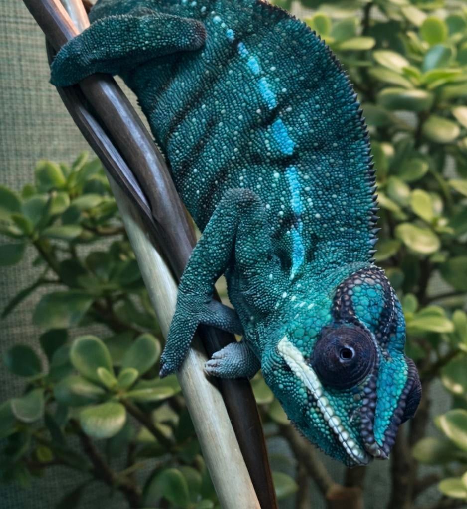 Furcifer Pardalis Nosy Be 0.1 GEZOCHT, Overige soorten, 0 tot 2 jaar