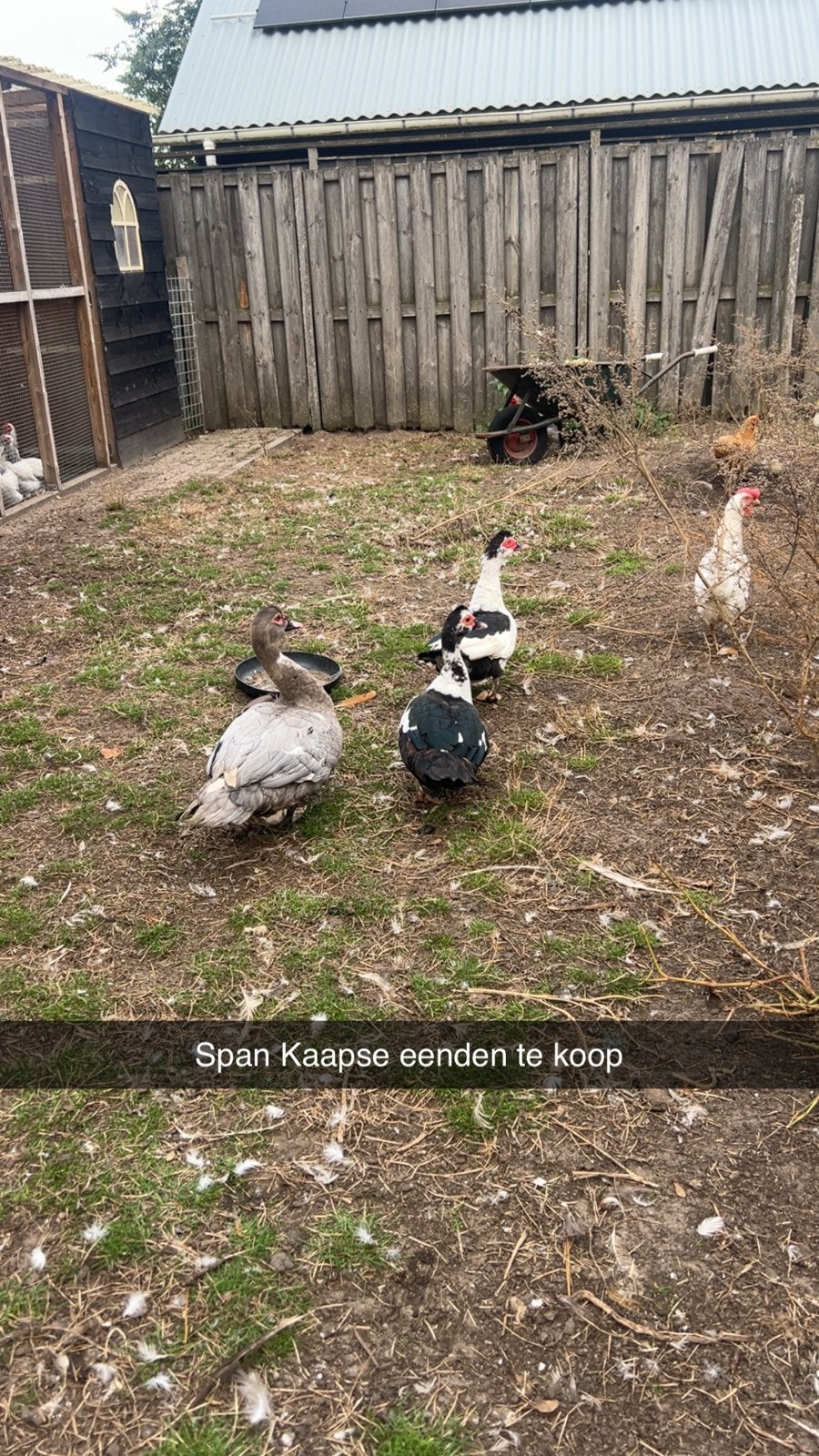 Te koop super mooie kaapse eenden, Dieren en Toebehoren, Meerdere dieren