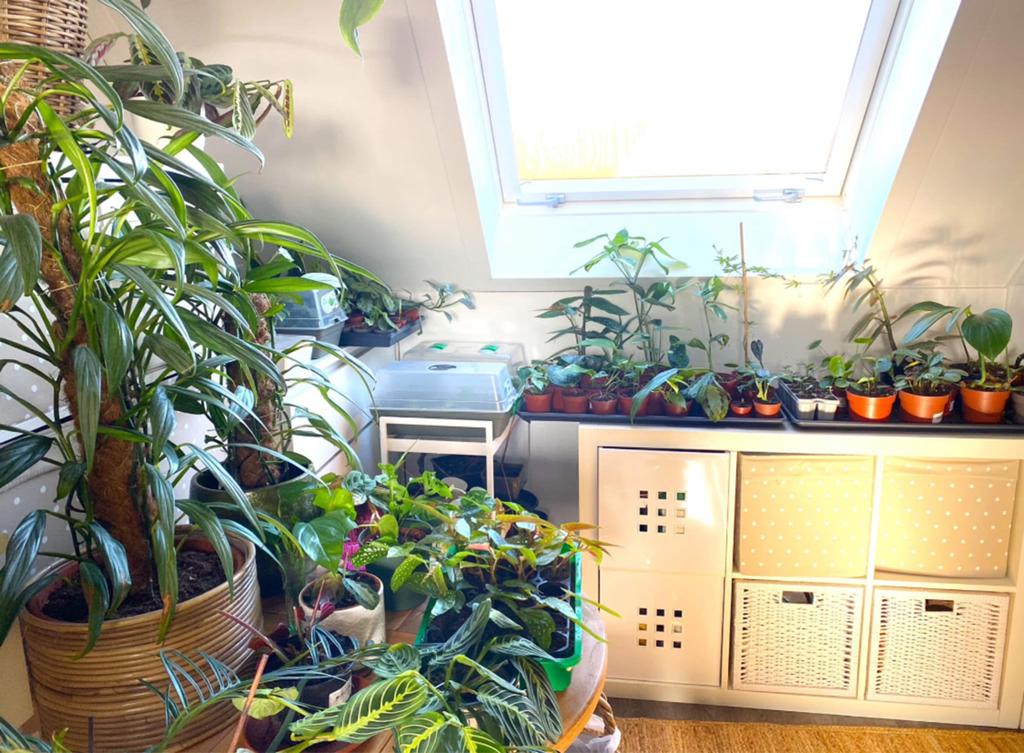 Grote opruiming kamerplanten stekjes, Huis en Inrichting, Kamerplanten, Overige soorten, In pot, 150 tot 200 cm, Groene kamerplant