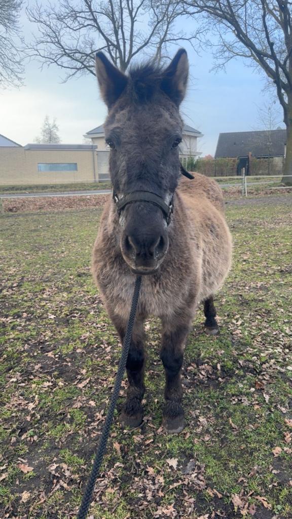 Bijrijder gezocht voor paard en enkele D pony s, Dieren en Toebehoren, Stalling en Weidegang, Weidegang, 2 of 3 paarden of pony's