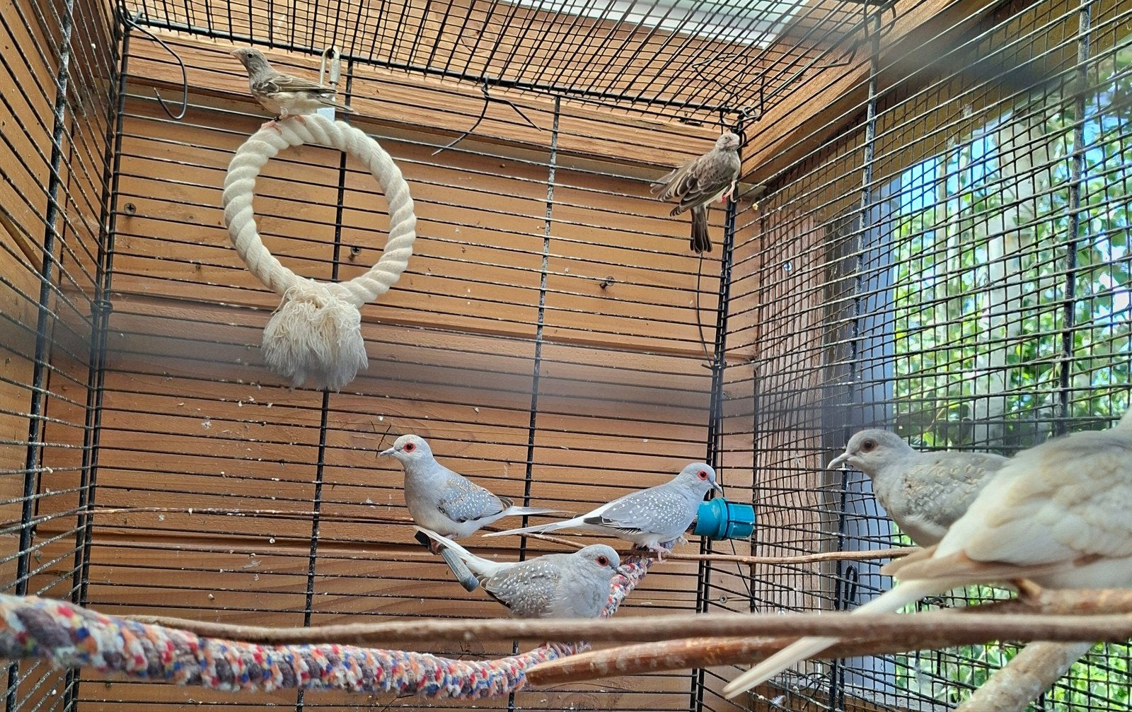 Diamantduifjes, Dieren en Toebehoren, Meerdere dieren