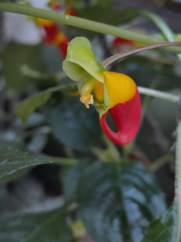 Impatients niamniamensis bijzondere kamerplant caudex, Overige soorten, Minder dan 100 cm, Bloeiende kamerplant, Halfschaduw