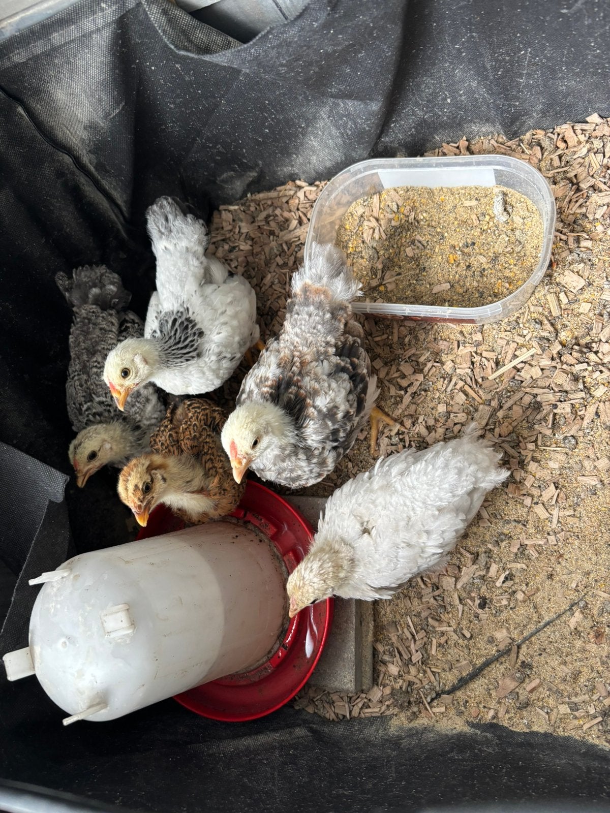 5 mooie wyandotte kuikens, Meerdere dieren, Kip