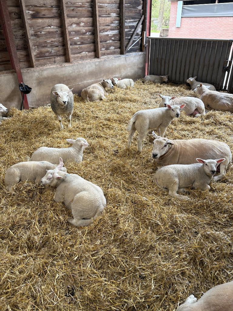 Engelse texelaars ooien, Dieren en Toebehoren, Schapen, Geiten en Varkens, Vrouwelijk, Schaap, 0 tot 2 jaar