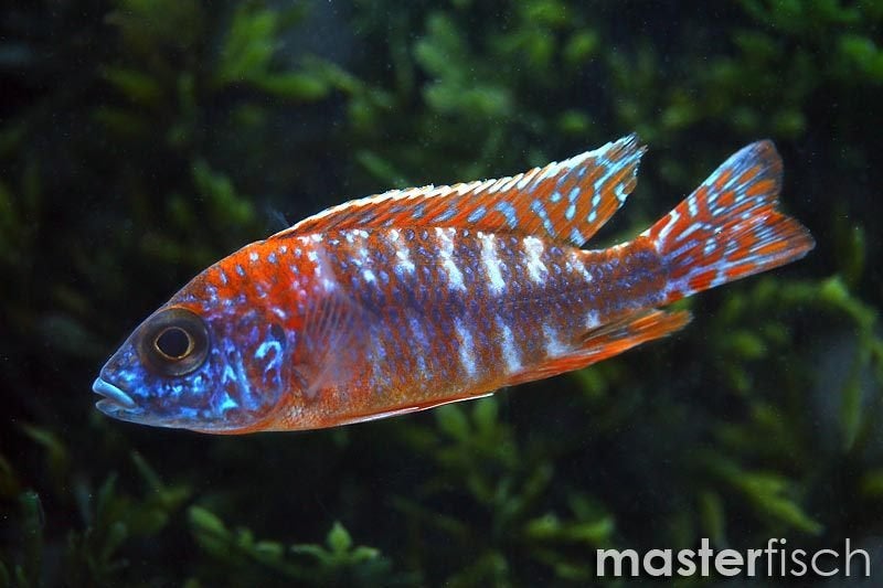 kweekrijpe rubinredman 13cm te koop, Vis, Zoetwatervis