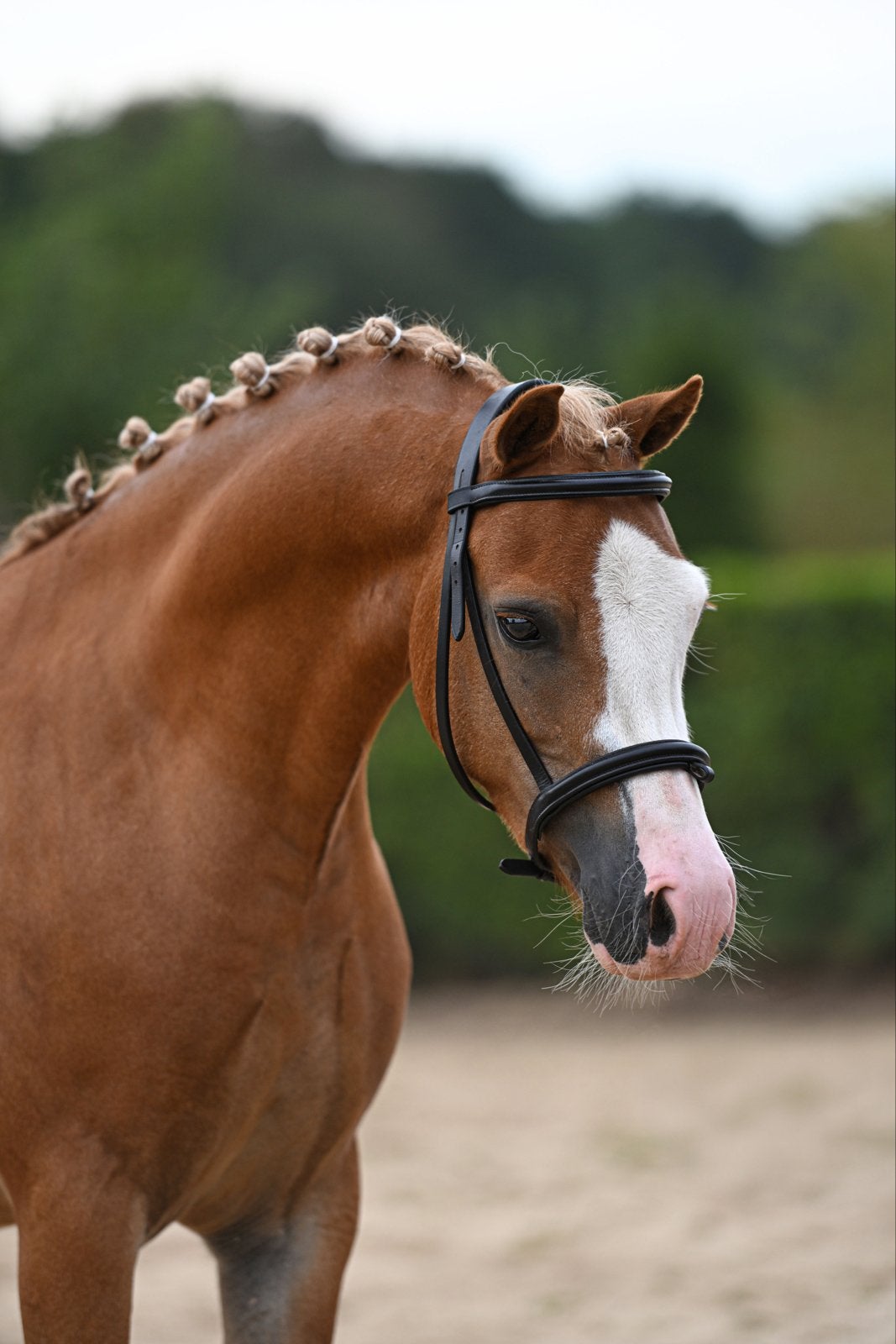 4-jarige Welsh A ruin | ca. 1.22 m | leuke pony met stamboom, Minder dan 160 cm, Met stamboom, Ruin, Dressuurpaard