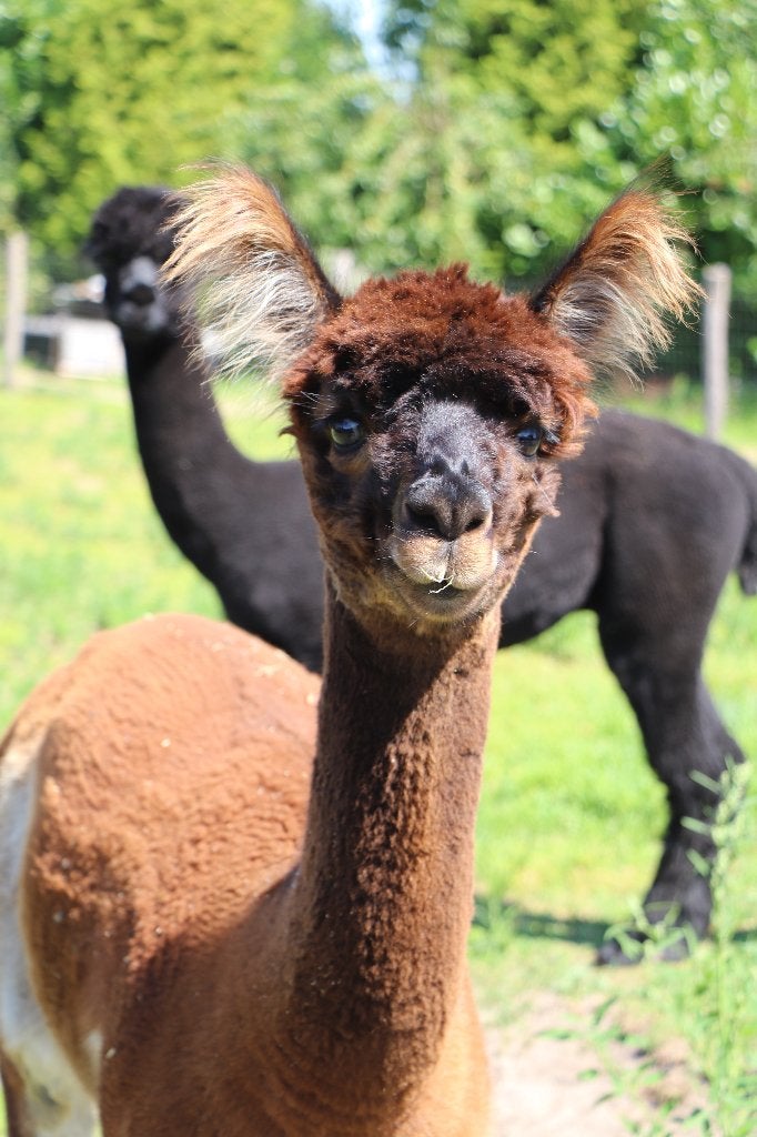 Alpaca hengst te koop 3 jaar oud, Dieren en Toebehoren, Overige Dieren, Oktober, Mannelijk
