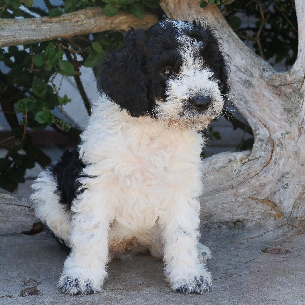 Franse Waterhondpups uit liefdevol en doordacht nest, Parvo, Overige rassen, 8 tot 15 weken, Meerdere
