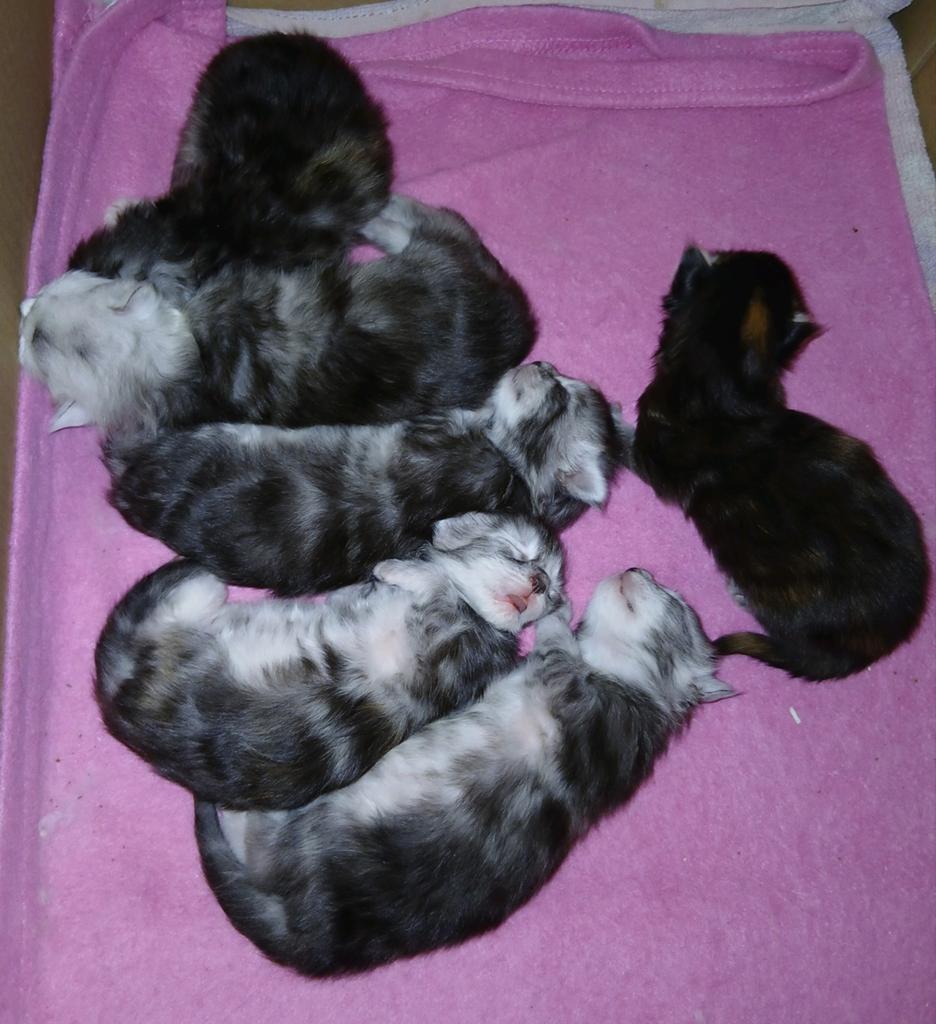 Maine coon kittens., Dieren en Toebehoren, Katten en Kittens | Raskatten | Langhaar, Meerdere dieren, Gechipt, 0 tot 2 jaar