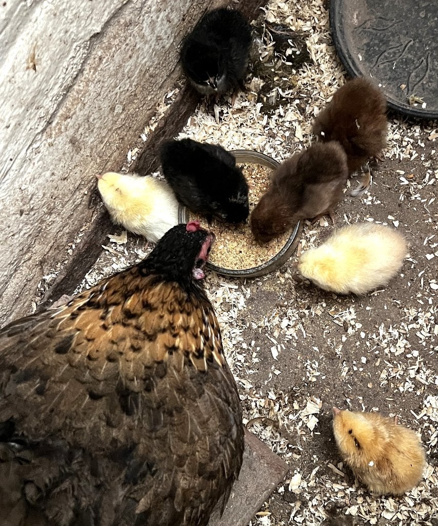 kuikens, Meerdere dieren, Kip