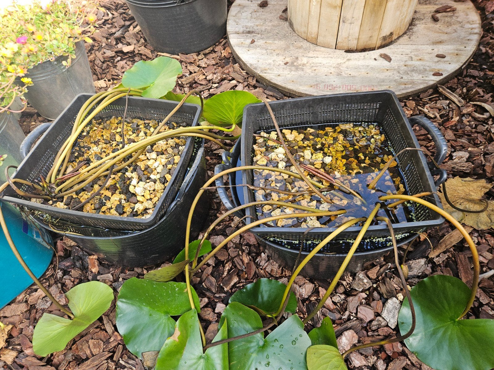 2 grote witte waterlelies incl vijvermand en emmer, Tuin en Terras, Ophalen