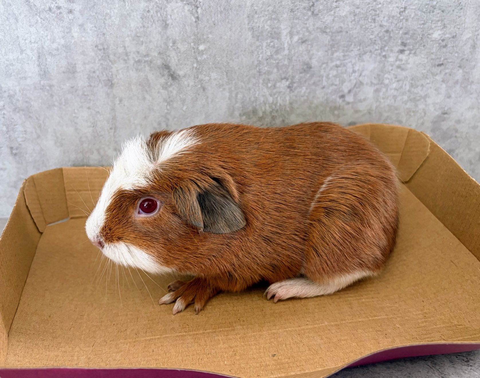 1 CUY CAVIA BEER, Cavia, Mannelijk, Mei, Tam