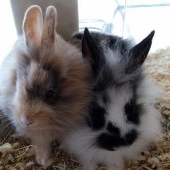 jonge dwergkonijntjes te koop, Meerdere dieren, Dwerg
