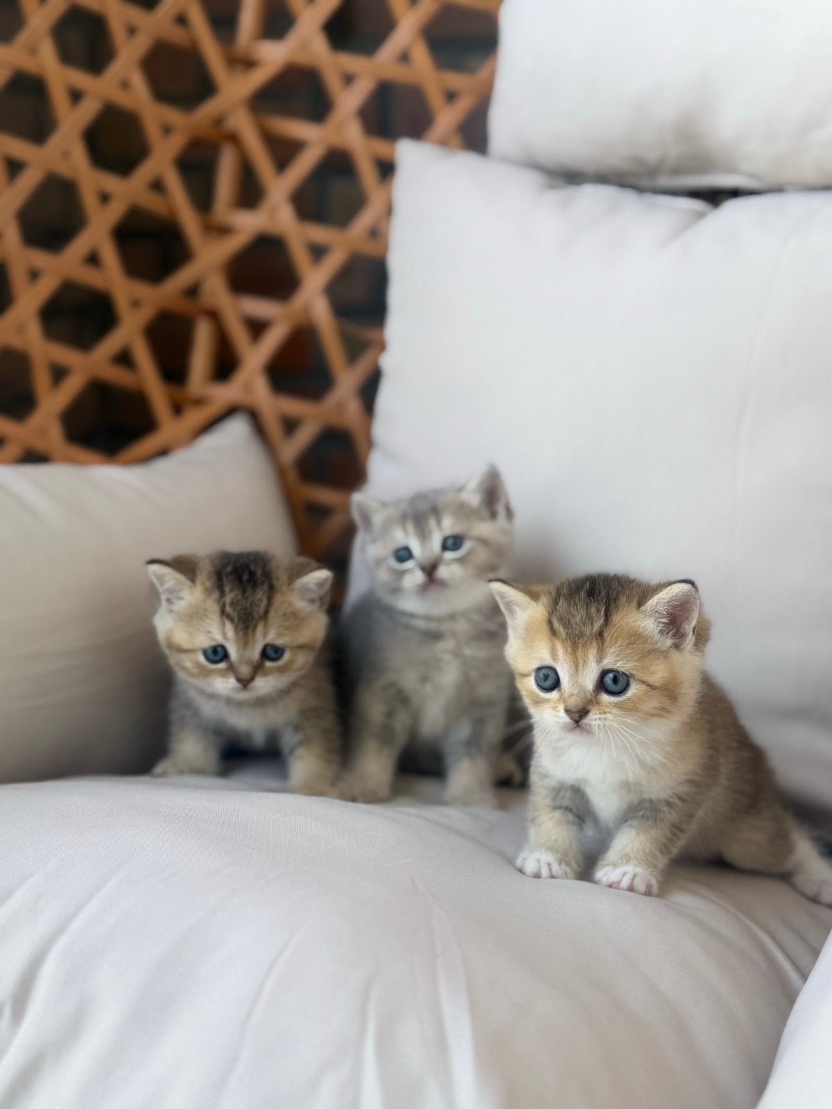 British Korthaar, Meerdere dieren, Kortharig, 0 tot 2 jaar