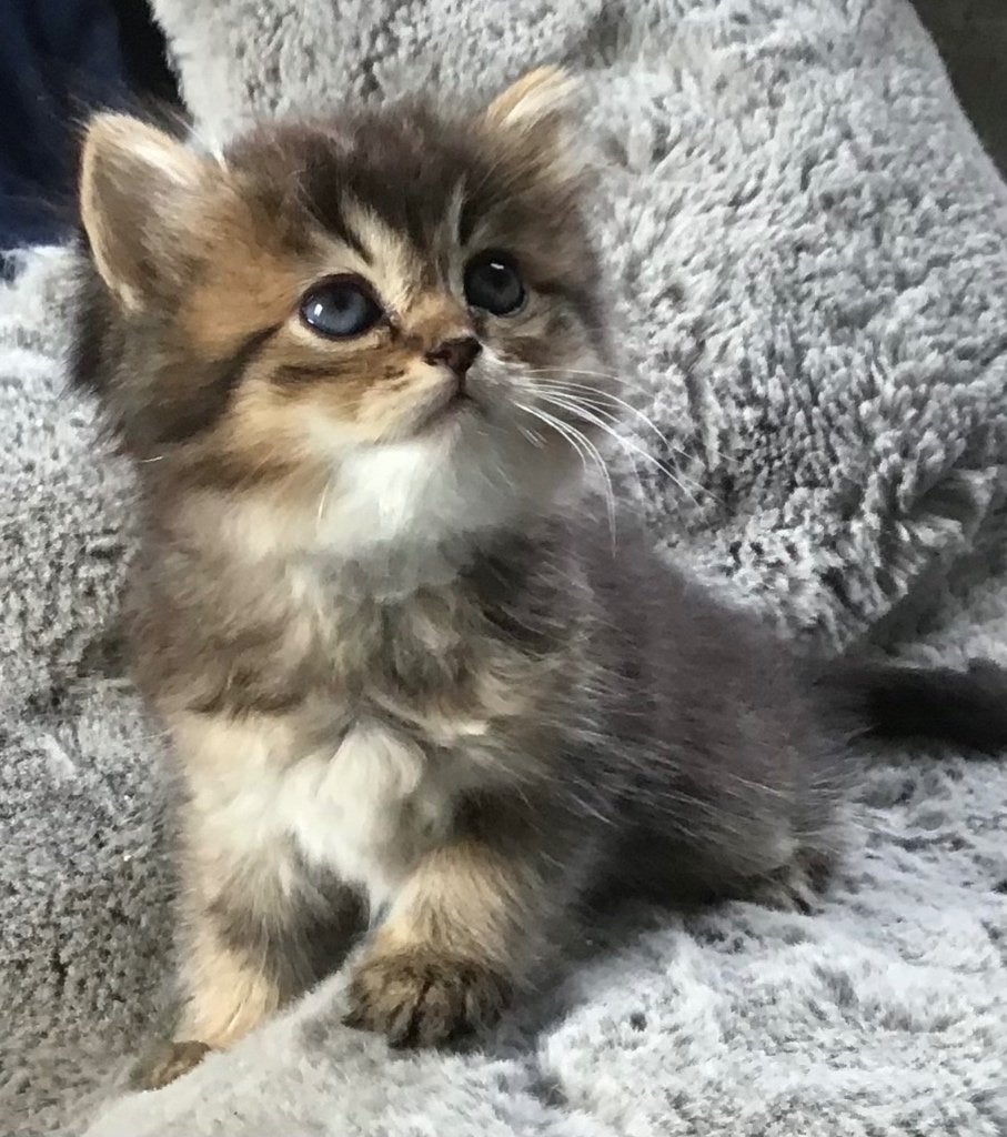 Schitterende Ragdoll kittens, Meerdere dieren, Ingeënt, 0 tot 2 jaar