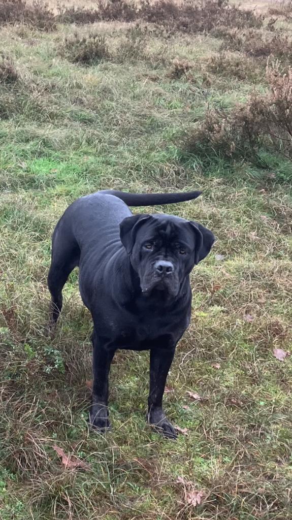Cane corso x Boerboel teef, Dieren en Toebehoren, Overige rassen, Teef, Eén hond, 3 tot 5 jaar